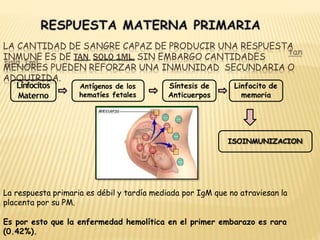 LA CANTIDAD DE SANGRE CAPAZ DE PRODUCIR UNA RESPUESTA
INMUNE ES DE TAN SOLO 1ML, SIN EMBARGO CANTIDADES
MENORES PUEDEN REFORZAR UNA INMUNIDAD SECUNDARIA O
ADQUIRIDA.
La respuesta primaria es débil y tardía mediada por IgM que no atraviesan la
placenta por su PM.
Es por esto que la enfermedad hemolítica en el primer embarazo es rara
(0.42%).
Antígenos de los
hematíes fetales
Linfocitos
Materno
Síntesis de
Anticuerpos
Linfocito de
memoria
ISOINMUNIZACION
 