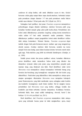 LAPORAN IPT PATOGEN TANAMAN | PDF