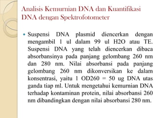 Analisis Kemurnian DNA dan Kuantifikasi
DNA dengan Spektrofotometer
 Suspensi DNA plasmid diencerkan dengan
mengambil 1 ul dalam 99 ul H2O atau TE.
Suspensi DNA yang telah diencerkan dibaca
absorbansinya pada panjang gelombang 260 nm
dan 280 nm. Nilai absorbansi pada panjang
gelombang 260 nm dikonversikan ke dalam
konsentrasi, yaitu 1 OD260 = 50 ug DNA utas
ganda tiap ml. Untuk mengetahui kemurnian DNA
terhadap kontaminan protein, nilai absorbansi 260
nm dibandingkan dengan nilai absorbansi 280 nm.
 