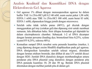 Analisis Kualitatif dan Kuantifikasi DNA dengan
Elektroforesis Gel Agarosa
 Gel agarose 1% dibuat dengan mensuspensikan agarose ke dalam
buffer TAE 1x (Tris-HCl pH 8,3 40 mM, asam asetat pekat 1,98 mM,
EDTA 1 mM) atau TBE 1x (Tris-HCl 100 mM, asam borat 83 mM,
EDTA 1 mM), dipanaskan hingga jernih dengan microwave.
 Setelah suhu tidak terlalu panas (60°C), gel dicetak dengan
menggunakan gel tray (cetakan gel) dan dipasang sisir untuk membuat
sumuran, lalu dibiarkan beku. Sisir dilepas kemudian gel dipindah ke
dalam electrophoresis chamber. Sebanyak 1-2 ul DNA dicampur
dengan larutan pewarna (loading dye; bromofenol biru 0,25%, xylene
cyanol FF 0,25%, sukrosa 40%).
 Kemudian sampel DNA tersebut serta penanda kuantitas (marker, λ
yang dipotong dengan enzim HindIII) diaplikasikan pada gel agarosa.
DNA dimigrasikan kemudian setelah selesai migrasi, direndam
dengan larutan etidium bromide, dan dilihat di atas UV setelah dicuci
dengan H2O. Jumlah DNA dianalisis dengan membandingkan antara
pendaran pita DNA plasmid yang dianalisis dengan pendaran pita
DNA penanda kuantitas 10, 20 dan 50 ng. Bentuk DNA plasmid
ditentukan dengan melihat jumlah pita di dalam gel.
 