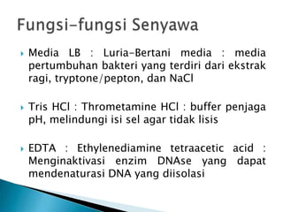  Media LB : Luria-Bertani media : media
pertumbuhan bakteri yang terdiri dari ekstrak
ragi, tryptone/pepton, dan NaCl
 Tris HCl : Thrometamine HCl : buffer penjaga
pH, melindungi isi sel agar tidak lisis
 EDTA : Ethylenediamine tetraacetic acid :
Menginaktivasi enzim DNAse yang dapat
mendenaturasi DNA yang diisolasi
 