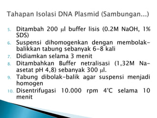 5. Ditambah 200 l buffer lisis (0.2M NaOH, 1%
SDS)
6. Suspensi dihomogenkan dengan membolak-
balikkan tabung sebanyak 6-8 kali
7. Didiamkan selama 3 menit
8. Ditambahkan Buffer netralisasi (1,32M Na-
asetat pH 4,8) sebanyak 300 l.
9. Tabung dibolak-balik agar suspensi menjadi
homogen
10. Disentrifugasi 10.000 rpm 4°C selama 10
menit
 