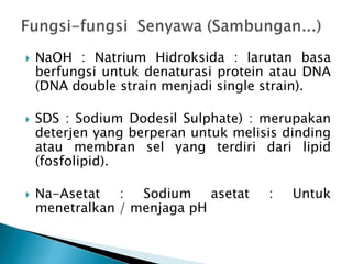  NaOH : Natrium Hidroksida : larutan basa
berfungsi untuk denaturasi protein atau DNA
(DNA double strain menjadi single strain).
 SDS : Sodium Dodesil Sulphate) : merupakan
deterjen yang berperan untuk melisis dinding
atau membran sel yang terdiri dari lipid
(fosfolipid).
 Na-Asetat : Sodium asetat : Untuk
menetralkan / menjaga pH
 