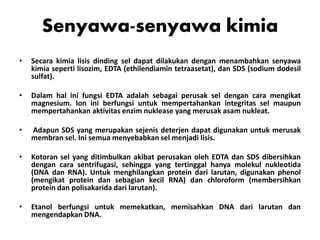 Senyawa-senyawa kimia
• Secara kimia lisis dinding sel dapat dilakukan dengan menambahkan senyawa
kimia seperti lisozim, EDTA (ethilendiamin tetraasetat), dan SDS (sodium dodesil
sulfat).
• Dalam hal ini fungsi EDTA adalah sebagai perusak sel dengan cara mengikat
magnesium. Ion ini berfungsi untuk mempertahankan integritas sel maupun
mempertahankan aktivitas enzim nuklease yang merusak asam nukleat.
• Adapun SDS yang merupakan sejenis deterjen dapat digunakan untuk merusak
membran sel. Ini semua menyebabkan sel menjadi lisis.
• Kotoran sel yang ditimbulkan akibat perusakan oleh EDTA dan SDS dibersihkan
dengan cara sentrifugasi, sehingga yang tertinggal hanya molekul nukleotida
(DNA dan RNA). Untuk menghilangkan protein dari larutan, digunakan phenol
(mengikat protein dan sebagian kecil RNA) dan chloroform (membersihkan
protein dan polisakarida dari larutan).
• Etanol berfungsi untuk memekatkan, memisahkan DNA dari larutan dan
mengendapkan DNA.
 