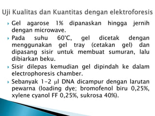  Gel agarose 1% dipanaskan hingga jernih
dengan microwave.
 Pada suhu 60°C, gel dicetak dengan
menggunakan gel tray (cetakan gel) dan
dipasang sisir untuk membuat sumuran, lalu
dibiarkan beku.
 Sisir dilepas kemudian gel dipindah ke dalam
electrophoresis chamber.
 Sebanyak 1-2 l DNA dicampur dengan larutan
pewarna (loading dye; bromofenol biru 0,25%,
xylene cyanol FF 0,25%, sukrosa 40%).
 