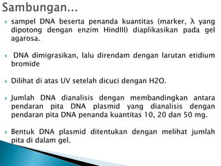  sampel DNA beserta penanda kuantitas (marker, λ yang
dipotong dengan enzim HindIII) diaplikasikan pada gel
agarosa.
 DNA dimigrasikan, lalu direndam dengan larutan etidium
bromide
 Dilihat di atas UV setelah dicuci dengan H2O.
 Jumlah DNA dianalisis dengan membandingkan antara
pendaran pita DNA plasmid yang dianalisis dengan
pendaran pita DNA penanda kuantitas 10, 20 dan 50 mg.
 Bentuk DNA plasmid ditentukan dengan melihat jumlah
pita di dalam gel.
 