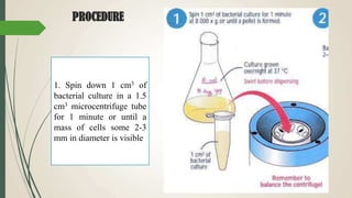 PROCEDURE
1. Spin down 1 cm3 of
bacterial culture in a 1.5
cm3 microcentrifuge tube
for 1 minute or until a
mass of cells some 2-3
mm in diameter is visible
 