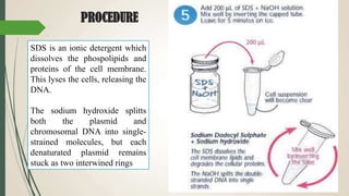 PROCEDURE
SDS is an ionic detergent which
dissolves the phospolipids and
proteins of the cell membrane.
This lyses the cells, releasing the
DNA.
The sodium hydroxide splitts
both the plasmid and
chromosomal DNA into single-
strained molecules, but each
denaturated plasmid remains
stuck as two interwined rings
 