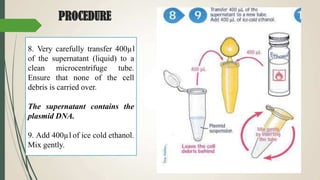 PROCEDURE
8. Very carefully transfer 400µl
of the supernatant (liquid) to a
clean microcentrifuge tube.
Ensure that none of the cell
debris is carried over.
The supernatant contains the
plasmid DNA.
9. Add 400µl of ice cold ethanol.
Mix gently.
 