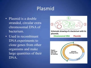 Plasmid
• Plasmid is a double
stranded, circular extra
chromosomal DNA of
bacterium.
• Used in recombinant
DNA experiments to
clone genes from other
organisms and make
large quantities of their
DNA.
Schematic drawing of a bacterium with its
plasmids.
(1) Chromosomal DNA. (2) Plasmids
 