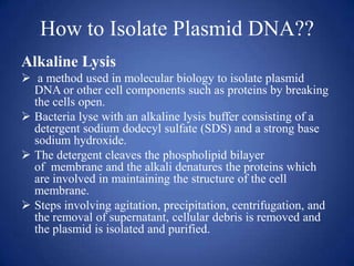 How to Isolate Plasmid DNA??
Alkaline Lysis
 a method used in molecular biology to isolate plasmid
DNA or other cell components such as proteins by breaking
the cells open.
 Bacteria lyse with an alkaline lysis buffer consisting of a
detergent sodium dodecyl sulfate (SDS) and a strong base
sodium hydroxide.
 The detergent cleaves the phospholipid bilayer
of membrane and the alkali denatures the proteins which
are involved in maintaining the structure of the cell
membrane.
 Steps involving agitation, precipitation, centrifugation, and
the removal of supernatant, cellular debris is removed and
the plasmid is isolated and purified.
 