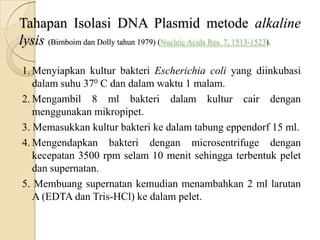 Tahapan Isolasi DNA Plasmid metode alkaline
lysis (Birnboim dan Dolly tahun 1979) (Nucleic Acids Res. 7, 1513-1523).
1. Menyiapkan kultur bakteri Escherichia coli yang diinkubasi
dalam suhu 370 C dan dalam waktu 1 malam.
2. Mengambil 8 ml bakteri dalam kultur cair dengan
menggunakan mikropipet.
3. Memasukkan kultur bakteri ke dalam tabung eppendorf 15 ml.
4. Mengendapkan bakteri dengan microsentrifuge dengan
kecepatan 3500 rpm selam 10 menit sehingga terbentuk pelet
dan supernatan.
5. Membuang supernatan kemudian menambahkan 2 ml larutan
A (EDTA dan Tris-HCl) ke dalam pelet.
 