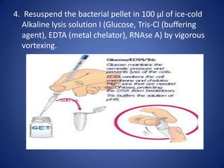 4. Resuspend the bacterial pellet in 100 μl of ice-cold
Alkaline lysis solution I (Glucose, Tris-Cl (buffering
agent)‫‏‬
, EDTA (metal chelator)‫‏‬
, RNAse A) by vigorous
vortexing.
 