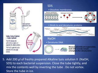 5. Add 200 μl of freshly prepared Alkaline lysis solution II (NaOH,
SDS) to each bacterial suspension. Close the tube tightly, and
mix the contents well by inverting the tube . Do not vortex.
Store the tube in ice.
SDS
NaOH
• Dissolves e bra es
• Bi ds to a d de atures protei s
• De atures DNA
Because plasmids are supercoiled,
both DNA strands remain
entangled after denaturation
 