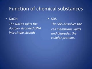 • NaOH
The NaOH splits the
double- stranded DNA
into single strands
• SDS
The SDS dissolves the
cell membrane lipids
and degrades the
cellular proteins.
Function of chemical substances
 