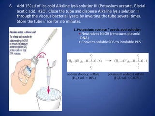 6. Add 150 μl of ice-cold Alkaline lysis solution III (Potassium acetate, Glacial
acetic acid, H2O). Close the tube and disperse Alkaline lysis solution III
through the viscous bacterial lysate by inverting the tube several times.
Store the tube in ice for 3-5 minutes.
1. Potassium acetate / acetic acid solution
• Neutralizes NaOH (renatures plasmid
DNA)‫‏‬
• Co verts soluble SDS to i soluble PDS
sodium dodecyl sulfate potassium dodecyl sulfate
(H2O sol. = 10%) (H2O sol. < 0.02%)‫‏‬
 