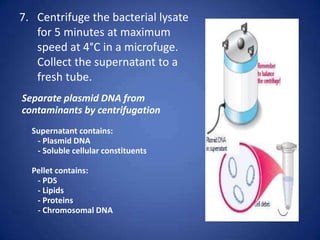 7. Centrifuge the bacterial lysate
for 5 minutes at maximum
speed at 4°C in a microfuge.
Collect the supernatant to a
fresh tube.
Separate plasmid DNA from
contaminants by centrifugation
Supernatant contains:
- Plasmid DNA
- Soluble cellular constituents
Pellet contains:
- PDS
- Lipids
- Proteins
- Chromosomal DNA
 