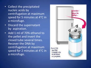 • Collect the precipitated
nucleic acids by
centrifugation at maximum
speed for 5 minutes at 4°C in
a microfuge.
• Discard the supernatant
by aspiration.
• Add 1 ml of 70% ethanol to
the pellet and invert the
closed tube several times.
Recover the DNA by
centrifugation at maximum
speed for 2 minutes at 4°C in
a microfuge.
 