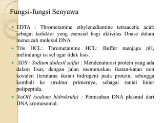 Fungsi-fungsi Senyawa
 EDTA : Thrometamine ethylenediamine tetraacetic acid:
sebagai kofaktor yang esensial bagi aktivitas Dnase dalam
mencacah molekul DNA
 Tris HCL: Thrometamine HCL: Buffer menjaga pH,
melindungi isi sel agar tidak lisis.
 SDS : Sodium dodesil sulfat : Mendenaturasi protein yang ada
dalam lisat, dengan jalan memutuskan ikatan-katan non
kovalen (terutama ikatan hidrogen) pada protein, sehingga
kembali ke struktur primernya, sebagai rantai linier
polipeptida.
 NaOH (sodium hidroksida) : Pemisahan DNA plasmid dari
DNA kromosomal.
 
