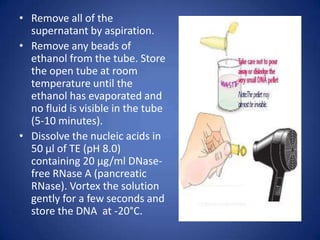 • Remove all of the
supernatant by aspiration.
• Remove any beads of
ethanol from the tube. Store
the open tube at room
temperature until the
ethanol has evaporated and
no fluid is visible in the tube
(5-10 minutes).
• Dissolve the nucleic acids in
50 μl of TE (pH 8.0)
containing 20 μg/ml DNase-
free RNase A (pancreatic
RNase). Vortex the solution
gently for a few seconds and
store the DNA at -20°C.
 