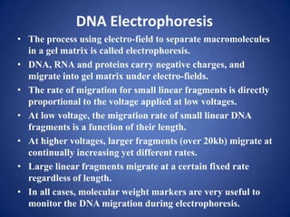 DNA Electrophoresis
• The process using electro-field to separate macromolecules
in a gel matrix is called electrophoresis.
• DNA, RNA and proteins carry negative charges, and
migrate into gel matrix under electro-fields.
• The rate of migration for small linear fragments is directly
proportional to the voltage applied at low voltages.
• At low voltage, the migration rate of small linear DNA
fragments is a function of their length.
• At higher voltages, larger fragments (over 20kb) migrate at
continually increasing yet different rates.
• Large linear fragments migrate at a certain fixed rate
regardless of length.
• In all cases, molecular weight markers are very useful to
monitor the DNA migration during electrophoresis.
 