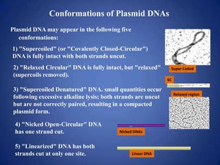 Conformations of Plasmid DNAs
Plasmid DNA may appear in the following five
conformations:
Super Coiled
Linear DNA
SC
Relaxed region
Nicked DNAs
1) "Supercoiled" (or "Covalently Closed-Circular")
DNA is fully intact with both strands uncut.
2) "Relaxed Circular" DNA is fully intact, but "relaxed"
(supercoils removed).
3) "Supercoiled Denatured" DNA. small quantities occur
following excessive alkaline lysis; both strands are uncut
but are not correctly paired, resulting in a compacted
plasmid form.
4) "Nicked Open-Circular" DNA
has one strand cut.
5) "Linearized" DNA has both
strands cut at only one site.
 