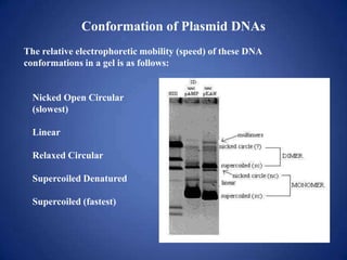 Conformation of Plasmid DNAs
The relative electrophoretic mobility (speed) of these DNA
conformations in a gel is as follows:
Nicked Open Circular
(slowest)
Linear
Relaxed Circular
Supercoiled Denatured
Supercoiled (fastest)
 