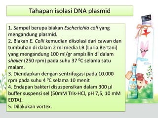Tahapan isolasi DNA plasmid
1. Sampel berupa biakan Escherichia coli yang
mengandung plasmid.
2. Biakan E. Colli kemudian diisolasi dari cawan dan
tumbuhan di dalam 2 ml media LB (Luria Bertani)
yang mengandung 100 ml/gr ampisilin di dalam
shaker (250 rpm) pada suhu 37 0C selama satu
malam.
3. Diendapkan dengan sentrifugasi pada 10.000
rpm pada suhu 4 0C selama 10 menit
4. Endapan bakteri disuspensikan dalam 300 µl
buffer suspensi sel (50mM Tris-HCl, pH 7,5, 10 mM
EDTA).
5. Dilakukan vortex.
 
