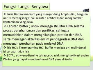 Fungsi- fungsi Senyawa
 Luria Bertani medium yang mengandung Amphisilin ; berguna
untuk merangsang E.coli resisten antibotik dan menghambat
kontaminan yang peka.
 Larutan buffer ; untuk menjaga struktur DNA selama
proses penghancuran dan purifikasi sehingga
memudahkan dalam menghilangkan protein dan RNA
serta mencegah aktivitas enzim pendegradasi DNA dan
mencegah perubahan pada molekul DNA.
 Tris HCl ; Thrometamine HCl; buffer menjaga pH, melindungi
isi sel agar tidak lisis
 EDTA ; ethylenediamine tetraacetic acid: menginaktivasi enzim
DNAse yang dapat mendenaturasi DNA yang di isolasi
 
