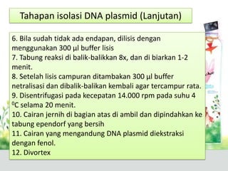 6. Bila sudah tidak ada endapan, dilisis dengan
menggunakan 300 µl buffer lisis
7. Tabung reaksi di balik-balikkan 8x, dan di biarkan 1-2
menit.
8. Setelah lisis campuran ditambakan 300 µl buffer
netralisasi dan dibalik-balikan kembali agar tercampur rata.
9. Disentrifugasi pada kecepatan 14.000 rpm pada suhu 4
0C selama 20 menit.
10. Cairan jernih di bagian atas di ambil dan dipindahkan ke
tabung ependorf yang bersih
11. Cairan yang mengandung DNA plasmid diekstraksi
dengan fenol.
12. Divortex
Tahapan isolasi DNA plasmid (Lanjutan)
 
