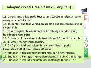 13. Disentrifugasi lagi pada kecepatan 10.000 rpm dengan suhu
ruang selama 1-2 menit.
14. Terbentuk dua fase yang dibatasi oleh dua lapisan putih yang
sangat tipis
15. cairan bagian atas dipindahkan ke tabung ependorf yang
bersih atau yang baru
16. Di tambah Rnase dan diinkubasi selama 30 menit pada suhu
37 0C, untuk menghilangkan RNA.
17. DNA plasmid diendapkan dengan sentrifugasi pada
kecepatan 15.000 rpm selama 20 menit.
18. Endapan dibilas dengan etanol 70% dan disentrifugasi
19. Endapan dikeringkan kemudian ditambah ddH2O dan Rnase.
20. Endapan diinkubasi selama satu malam pada suhu 37 0C
Tahapan isolasi DNA plasmid (Lanjutan)
 