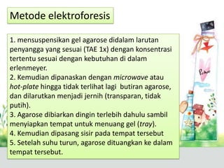 Metode elektroforesis
1. mensuspensikan gel agarose didalam larutan
penyangga yang sesuai (TAE 1x) dengan konsentrasi
tertentu sesuai dengan kebutuhan di dalam
erlenmeyer.
2. Kemudian dipanaskan dengan microwave atau
hot-plate hingga tidak terlihat lagi butiran agarose,
dan dilarutkan menjadi jernih (transparan, tidak
putih).
3. Agarose dibiarkan dingin terlebih dahulu sambil
menyiapkan tempat untuk menuang gel (tray).
4. Kemudian dipasang sisir pada tempat tersebut
5. Setelah suhu turun, agarose dituangkan ke dalam
tempat tersebut.
 