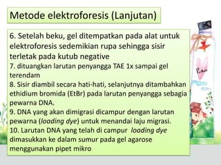 6. Setelah beku, gel ditempatkan pada alat untuk
elektroforesis sedemikian rupa sehingga sisir
terletak pada kutub negative
7. dituangkan larutan penyangga TAE 1x sampai gel
terendam
8. Sisir diambil secara hati-hati, selanjutnya ditambahkan
ethidium bromida (EtBr) pada larutan penyangga sebagia
pewarna DNA.
9. DNA yang akan dimigrasi dicampur dengan larutan
pewarna (loading dye) untuk menandai laju migrasi.
10. Larutan DNA yang telah di campur loading dye
dimasukkan ke dalam sumur pada gel agarose
menggunakan pipet mikro
Metode elektroforesis (Lanjutan)
 