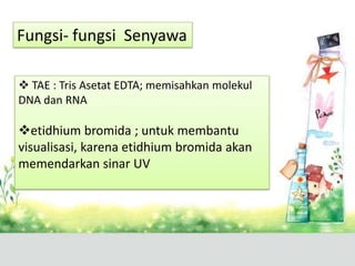 Fungsi- fungsi Senyawa
 TAE : Tris Asetat EDTA; memisahkan molekul
DNA dan RNA
etidhium bromida ; untuk membantu
visualisasi, karena etidhium bromida akan
memendarkan sinar UV
 
