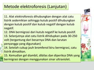 11. Alat elektroforesis dihubungkan dengan alat catu
listrik sedemikian sehingga kutub positif dihubungkan
dengan kutub positif dan kutub negatif dengan kutub
negatif.
12. DNA bermigrasi dari kutub negatif ke kutub positif.
13. Selanjutnya alat catu listrik dihidupkan pada 30-250
volt (tergantung dari besarnya DNA dan larutan
penyangga yang digunakan)
14. Setelah cukup jauh bromfenol biru bermigrasi, catu
listrik dimatikan.
15. Kemudian gel diambil, dibilas dan diperiksa DNA yang
bermigrasi dengan menggunakan sinar ultraviolet.
Metode elektroforesis (Lanjutan)
 