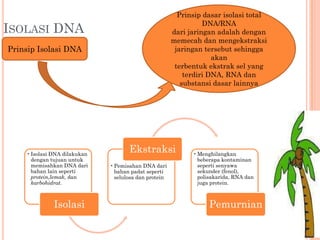 ISOLASI DNA
Prinsip Isolasi DNA
Prinsip dasar isolasi total
DNA/RNA
dari jaringan adalah dengan
memecah dan mengekstraksi
jaringan tersebut sehingga
akan
terbentuk ekstrak sel yang
terdiri DNA, RNA dan
substansi dasar lainnya
•Isolasi DNA dilakukan
dengan tujuan untuk
memisahkan DNA dari
bahan lain seperti
protein,lemak, dan
karbohidrat.
Isolasi
•Pemisahan DNA dari
bahan padat seperti
selulosa dan protein
Ekstraksi •Menghilangkan
beberapa kontaminan
seperti senyawa
sekunder (fenol),
polisakarida, RNA dan
juga protein.
Pemurnian
 