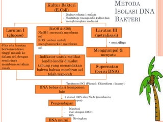 METODA
ISOLASI DNA
BAKTERI
Kultur Bakteri
(E.Coli)
- Kultur selama 1 malam
- Sentrifuge (mengambil kultur dan
menghilangkan medium)
Larutan I
(glucose)
Larutan II
(NaOH & SDS)
NaOH : merusak membran
sel
SDS : sabun untuk
menghancurkan membran
sel
Larutan III
(netralisasi)
- sentrifuge
Menggumpal &
menyatu
Supernatan
(berisi DNA)
Indikator untuk melihat
lendir-lendir dimulut
tabung yang menandakan
bahwa bahwa membran sel
telah terpecah
Jika ada larutan
berkonsentrasi
tinggi masuk ke
dalam sel, dengan
sendirinya
membran sel akan
rusak
- Treatment PCI (Phenol : Chloroform : Isoamyl
alcohol)
DNA bebas dari komponen
lain
+ etanol 100% dan NaAc (membantu
pengendapan)
Pengendapan
- Inkubasi
- Cuci dengan EtOH
70%
- Keringkan
DNA murni
 