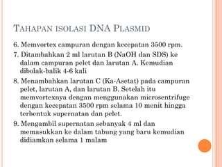 TAHAPAN ISOLASI DNA PLASMID
6. Memvortex campuran dengan kecepatan 3500 rpm.
7. Ditambahkan 2 ml larutan B (NaOH dan SDS) ke
dalam campuran pelet dan larutan A. Kemudian
dibolak-balik 4-6 kali
8. Menambahkan larutan C (Ka-Asetat) pada campuran
pelet, larutan A, dan larutan B. Setelah itu
memvortexnya dengan menggunakan microsentrifuge
dengan kecepatan 3500 rpm selama 10 menit hingga
terbentuk supernatan dan pelet.
9. Mengambil supernatan sebanyak 4 ml dan
memasukkan ke dalam tabung yang baru kemudian
didiamkan selama 1 malam
 