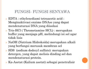 FUNGSI- FUNGSI SENYAWA
 EDTA : ethylenediami tetraacetic acid :
Menginaktivasi enzime DNAse yang dapat
mendenaturasi DNA yang diisolasi
 Tris-HCl ( Thrometamine HCL) : merupakan
buffer yang menjaga pH, melindungi isi sel agar
tidak lisis
 NaOH (Natrium Hidroksida) merupakan alkali
yang berfungsi merusak membran sel
 SDS (sodium dodecyl sulfate): merupakan
detergen, yang dapat melisis dinding sel dan
mendenaturasi protein.
 Ka-Asetat (Kalium asetat) sebagai penetralisir
 
