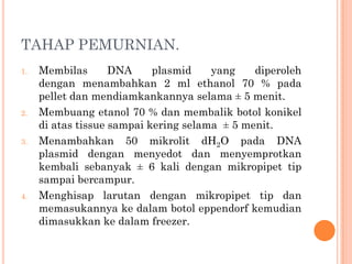 TAHAP PEMURNIAN.
1. Membilas DNA plasmid yang diperoleh
dengan menambahkan 2 ml ethanol 70 % pada
pellet dan mendiamkankannya selama ± 5 menit.
2. Membuang etanol 70 % dan membalik botol konikel
di atas tissue sampai kering selama ± 5 menit.
3. Menambahkan 50 mikrolit dH2O pada DNA
plasmid dengan menyedot dan menyemprotkan
kembali sebanyak ± 6 kali dengan mikropipet tip
sampai bercampur.
4. Menghisap larutan dengan mikropipet tip dan
memasukannya ke dalam botol eppendorf kemudian
dimasukkan ke dalam freezer.
 