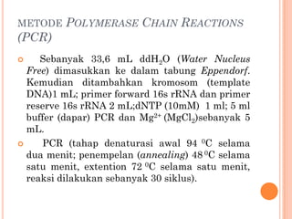 METODE POLYMERASE CHAIN REACTIONS
(PCR)
 Sebanyak 33,6 mL ddH2O (Water Nucleus
Free) dimasukkan ke dalam tabung Eppendorf.
Kemudian ditambahkan kromosom (template
DNA)1 mL; primer forward 16s rRNA dan primer
reserve 16s rRNA 2 mL;dNTP (10mM) 1 ml; 5 ml
buffer (dapar) PCR dan Mg2+ (MgCl2)sebanyak 5
mL.
 PCR (tahap denaturasi awal 94 0C selama
dua menit; penempelan (annealing) 48 0C selama
satu menit, extention 72 0C selama satu menit,
reaksi dilakukan sebanyak 30 siklus).
 