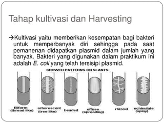Tahap kultivasi dan Harvesting
Kultivasi yaitu memberikan kesempatan bagi bakteri
untuk memperbanyak diri sehingga pada saat
pemanenan didapatkan plasmid dalam jumlah yang
banyak. Bakteri yang digunakan dalam praktikum ini
adalah E. coli yang telah tersisipi plasmid.
 