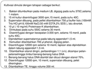 Kultivasi dimulai dengan tahapan sebagai berikut:
1. Bakteri ditumbuhkan pada medium LB, digojog pada suhu 370C,selama
1 malam.
2. 15 ml kultur disentrifugasi 3000 rpm,15 menit, pada suhu 40C.
3. Supernatan dibuang, pada pellet ditambahkan 750 μl buffer lisis (100mM
Tris HCl pH 8,100mM NaCl,50 mM EDTA,2% SDS ), lalu divortek.
4. 10 μl ( 10 mg/ml) Proteinase-K ditambahkan.
5. Diinkubasi pada suhu 550C selama 30 menit.
6. Disentrifugasi dengan kecepatan 3.000 rpm, selama 15 menit, pada
suhu 40C.
7. Dipindahkan supernatannya pada tabung eppendorf 1,5 ml.
8. Kemudian ditambahkan 700 μl phenol, digojog pelan.
9. Disentrifugasi 12000 rpm selama 10 menit, lapisan atas dipindahkan
dalam tabung eppendorf 1,5 ml.
10. Ditambahkan etanol dingin, perbandingan 1:1 (v/v), dicampur pelan-
pelansehingga timbul benang-benang halus DNA
11. Benang-benang halus DNA diambil dan dicuci dengan etanol 70%.
12. Disentrifugasi 12000 rpm, 10 menit, supernatan dibuang, pelet
dikeringkan.
13. Ditambahkan TE, hingga volume 200 ml.
 