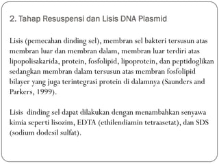 2. Tahap Resuspensi dan Lisis DNA Plasmid
Lisis (pemecahan dinding sel), membran sel bakteri tersusun atas
membran luar dan membran dalam, membran luar terdiri atas
lipopolisakarida, protein, fosfolipid, lipoprotein, dan peptidoglikan
sedangkan membran dalam tersusun atas membran fosfolipid
bilayer yang juga terintegrasi protein di dalamnya (Saunders and
Parkers, 1999).
Lisis dinding sel dapat dilakukan dengan menambahkan senyawa
kimia seperti lisozim, EDTA (ethilendiamin tetraasetat), dan SDS
(sodium dodesil sulfat).
 