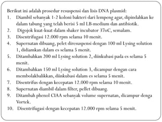 Berikut ini adalah prosedur resuspensi dan lisis DNA plasmid:
1. Diambil sebanyak 1-2 koloni bakteri dari lempeng agar, dipindahkan ke
dalam tabung yang telah berisi 5 ml LB-medium dan antibiotik.
2. Digojok kuat-kuat dalam shaker incubator 37oC, semalam.
3. Disentrifugasi 12.000 rpm selama 10 menit.
4. Supernatan dibuang, pelet diresuspensi dengan 100 ml Lysing solution
1, didiamkan dalam es selama 5 menit.
5. Ditambahkan 200 ml Lysing solution 2, diinkubasi pada es selama 5
menit.
6. Ditambahkan 150 ml Lysing solution 3, dicampur dengan cara
membolakbalikkan, diinkubasi dalam es selama 5 menit.
7. Disentrifus dengan kecepatan 12.000 rpm selama 10 menit.
8. Supernatan diambil dalam filter, pellet dibuang.
9. Ditambah phenol CIAA sebanyak volume supernatan, dicampur denga
Vortek.
10. Disentrifugasi dengan kecepatan 12.000 rpm selama 5 menit.
 