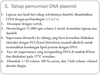 3. Tahap pemurnian DNA plasmid
1. Lapisan atas hasil dari tahap sebelumnya diambil, ditambahkan
CIAA dengan perbandingan 1:1 (v/v).
2. Dicampur dengan vortek.
3. Disentrifugasi 12.000 rpm selama 5 menit, kemudian lapisan atas
diambil.
4. Supernatan ditransfer ke tabung yang baru kemudian dilakukan
ekstraksi dengan PCI (fenol-kloroform-isoamil alkohol) untuk
memisahkan kandungan lipid-protein dengan DNA.
5. Fase air (supernatan) yang mengandung DNA di tambah RNase
dan diinkubasi pada 37°C semalam.
6. Ditambah 1/10 volume 3M Na asetat, dan 2 kali volume ethanol
absolut dingin.
 
