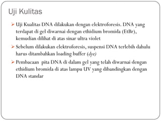 Uji Kulitas
 Uji Kualitas DNA dilakukan dengan elektroforesis. DNA yang
terdapat di gel diwarnai dengan ethidium bromida (EtBr),
kemudian dilihat di atas sinar ultra violet
 Sebelum dilakukan elektroforesis, suspensi DNA terlebih dahulu
harus ditambahkan loading buffer (dye)
 Pembacaan pita DNA di dalam gel yang telah diwarnai dengan
ethidium bromida di atas lampu UV yang dibandingkan dengan
DNA standar
 