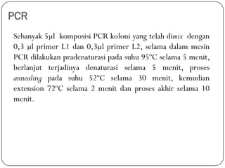 PCR
Sebanyak 5µl komposisi PCR koloni yang telah dimix dengan
0,3 µl primer L1 dan 0,3µl primer L2, selama dalam mesin
PCR dilakukan pradenaturasi pada suhu 95ºC selama 5 menit,
berlanjut terjadinya denaturasi selama 5 menit, proses
annealing pada suhu 52ºC selama 30 menit, kemudian
extension 72ºC selama 2 menit dan proses akhir selama 10
menit.
 