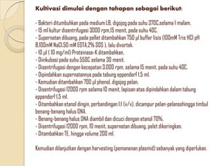 Kultivasi dimulai dengan tahapan sebagai berikut:
- Bakteri ditumbuhkan pada medium LB, digojog pada suhu 370C,selama 1 malam.
- 15 ml kultur disentrifugasi 3000 rpm,15 menit, pada suhu 40C.
- Supernatan dibuang, pada pellet ditambahkan 750 μl buffer lisis (100mM Tris HCl pH
8,100mM NaCl,50 mM EDTA,2% SDS ), lalu divortek.
- 10 μl ( 10 mg/ml) Proteinase-K ditambahkan.
- Diinkubasi pada suhu 550C selama 30 menit.
- Disentrifugasi dengan kecepatan 3.000 rpm, selama 15 menit, pada suhu 40C.
- Dipindahkan supernatannya pada tabung eppendorf 1,5 ml.
- Kemudian ditambahkan 700 μl phenol, digojog pelan.
- Disentrifugasi 12000 rpm selama 10 menit, lapisan atas dipindahkan dalam tabung
eppendorf 1,5 ml.
- Ditambahkan etanol dingin, perbandingan 1:1 (v/v), dicampur pelan-pelansehingga timbul
benang-benang halus DNA.
- Benang-benang halus DNA diambil dan dicuci dengan etanol 70%.
- Disentrifugasi 12000 rpm, 10 menit, supernatan dibuang, pelet dikeringkan.
- Ditambahkan TE, hingga volume 200 ml.
Kemudian dilanjutkan dengan harvesting (pemanenan plasmid) sebanyak yang diperlukan.
 