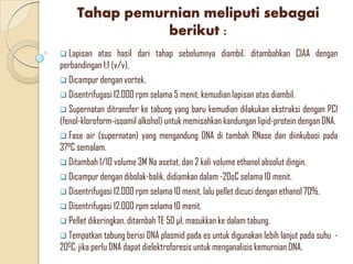Tahap pemurnian meliputi sebagai
berikut :
 Lapisan atas hasil dari tahap sebelumnya diambil, ditambahkan CIAA dengan
perbandingan 1:1 (v/v).
 Dicampur dengan vortek.
 Disentrifugasi 12.000 rpm selama 5 menit, kemudian lapisan atas diambil.
 Supernatan ditransfer ke tabung yang baru kemudian dilakukan ekstraksi dengan PCI
(fenol-kloroform-isoamil alkohol) untuk memisahkan kandungan lipid-protein dengan DNA.
 Fase air (supernatan) yang mengandung DNA di tambah RNase dan diinkubasi pada
37°C semalam.
 Ditambah 1/10 volume 3M Na asetat, dan 2 kali volume ethanol absolut dingin.
 Dicampur dengan dibolak-balik, didiamkan dalam -20oC selama 10 menit.
 Disentrifugasi 12.000 rpm selama 10 menit, lalu pellet dicuci dengan ethanol 70%.
 Disentrifugasi 12.000 rpm selama 10 menit.
 Pellet dikeringkan, ditambah TE 50 μl, masukkan ke dalam tabung.
 Tempatkan tabung berisi DNA plasmid pada es untuk digunakan lebih lanjut pada suhu -
200C. jika perlu DNA dapat dielektroforesis untuk menganalisis kemurnian DNA.
 